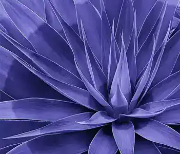 Chez Succulents Boutique, nous sommes passionnés par la beauté unique et la diversité des cactus et agaves.