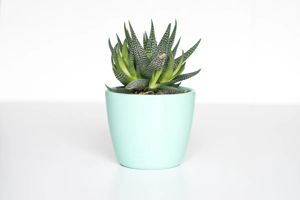 Les 15 succulentes les plus faciles pour débutants