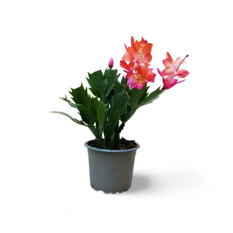 Cactus de Noël — photo principale