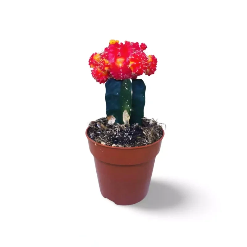 Cactus Gymnocalycium Greffé Lune Rouge