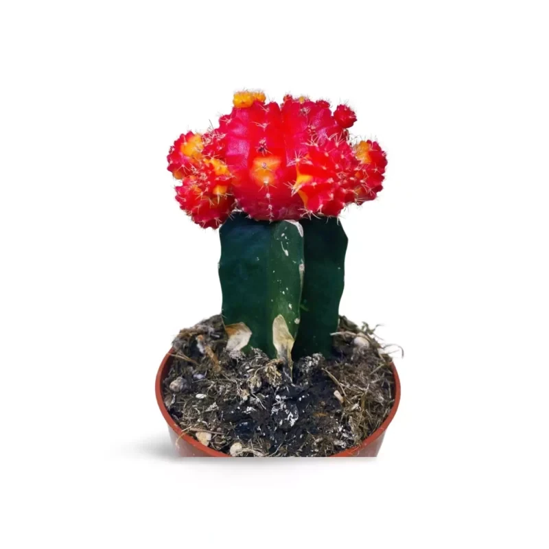 Cactus Gymnocalycium Greffé Lune Rouge — photo principale