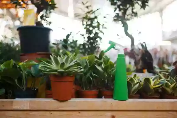 Arroser les succulentes