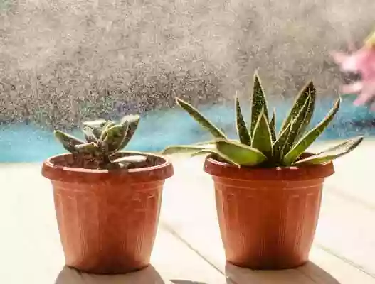 Arroser les succulentes