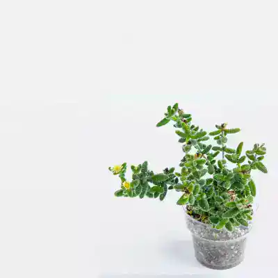 Succulentes rares